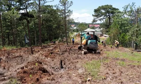 Thừa Thiên - Huế: Công ty CP Long Thọ lấn chiếm hàng nghìn m2 đất rừng