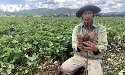 Khoai lang Đắk Lắk rớt giá, ế ẩm, nông dân thua lỗ nặng