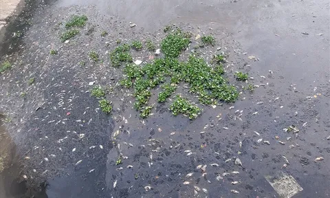 Đà Nẵng: Cá chết hàng loạt gây ô nhiễm môi trường