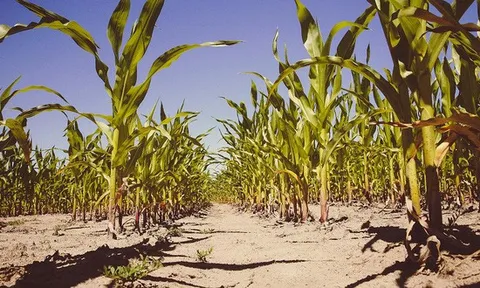 Tìm ra cách giúp cây nông nghiệp chịu được nắng nóng