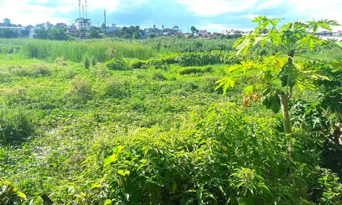 Dự án HP Elite Central (Hải Phòng): Khu đất hoang rao giá “trên trời”