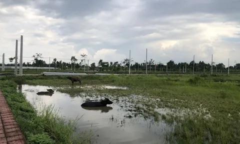Hậu Giang: Dự án 18 năm vẫn là... bãi thả trâu được quảng cáo “Khu đô thị phong cách Ý”