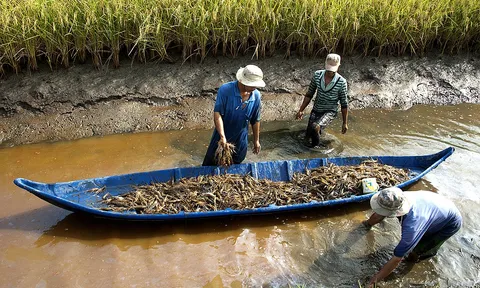 HTX 'thiệt đơn, thiệt kép' vì chưa tiếp cận được chính sách hỗ trợ