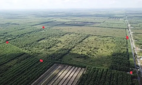 Uẩn khúc trong liên doanh, liên kết trồng rừng ở tỉnh Cà Mau