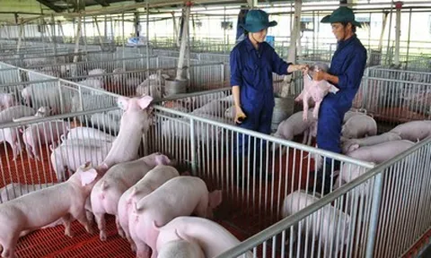 Bắt 'sóng' cổ phiếu chăn nuôi