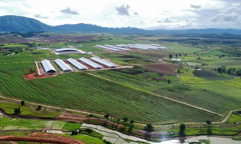 Vinamilk nhập 1.000 bò sữa HF từ Mỹ về tổ hợp trang trại tại Lào